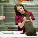 Growing the veterinary learning credential network with blockchain