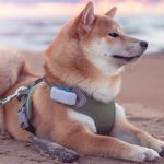 Pet Tech Innovations and Trends